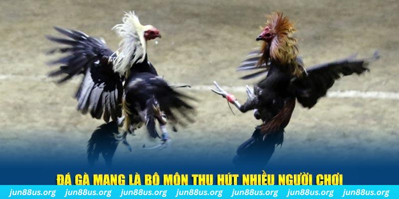 Đá gà mạng là bộ môn thu hút nhiều người chơi