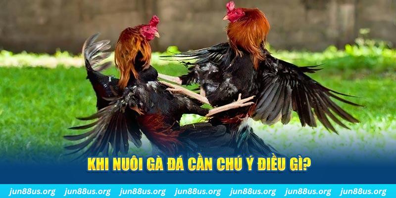 Khi nuôi gà đá cần chú ý điều gì?