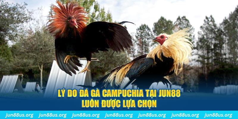 Lý do đá gà Campuchia tại Jun88 luôn được lựa chọn