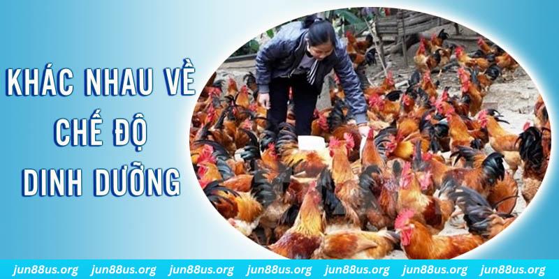 Điểm khác nhau về chế độ dinh dưỡng của gà đá và gà thịt