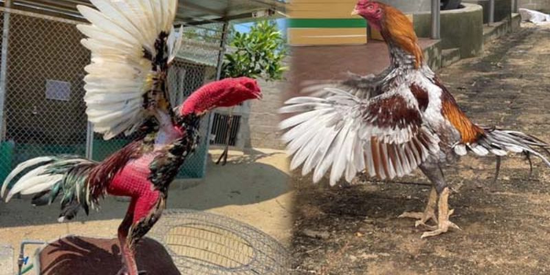 Cách làm cho gà lì đòn bằng việc phục hồi cơ bắp và xương