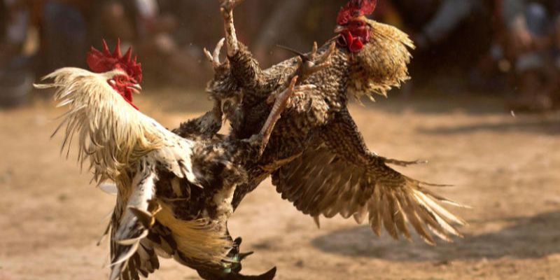 Phương pháp luyện tập thể lực cơ bản