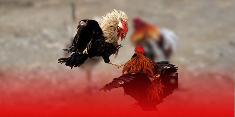 Cơ chế phát triển cơ bắp tự nhiên của gà