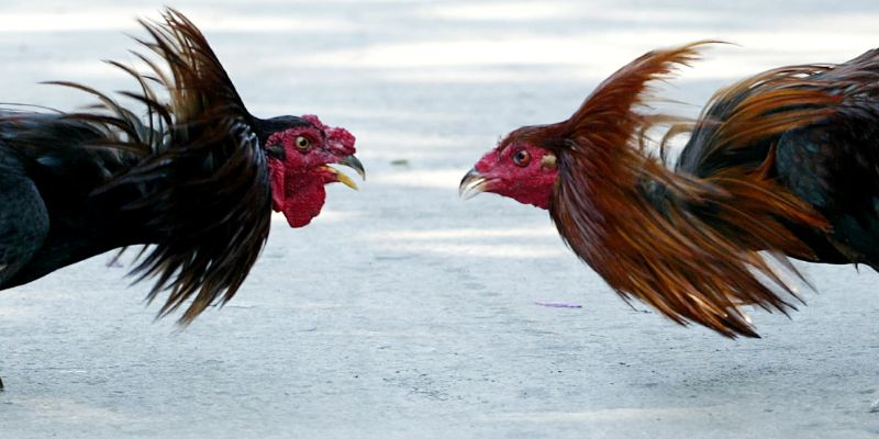 Hôm Nay Đá Gà Màu Nào Mạnh Nhất 30/11/2025? Bí Mật Từ Jun88 4 Chiến kê điều mật đang thể hiện phong độ vượt trội