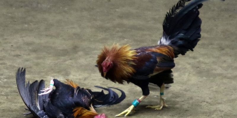 Đá gà Mỹ – Tham gia kịch tính, săn thưởng đỉnh cao cùng Jun88