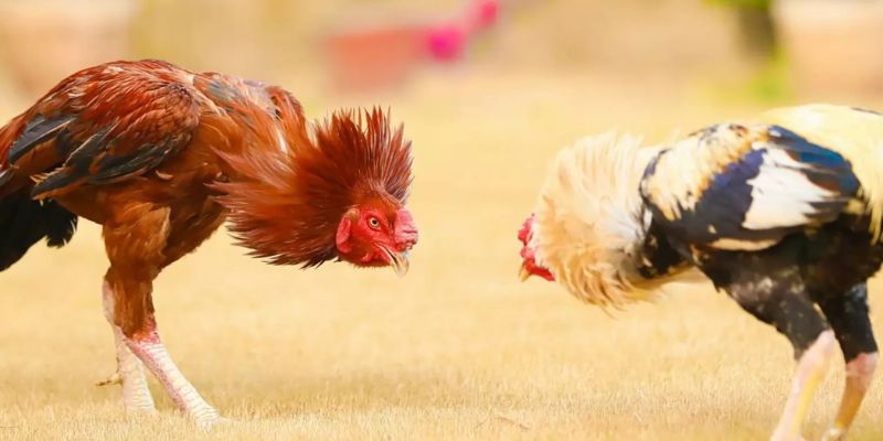 Đá Gà Online – Xem Trực Tiếp & Thưởng Cao Nhất Cùng Jun88