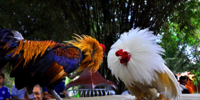 Đá Gà Trực Tiếp 67 – Full Trận Chất Lượng Cao Tại Jun88