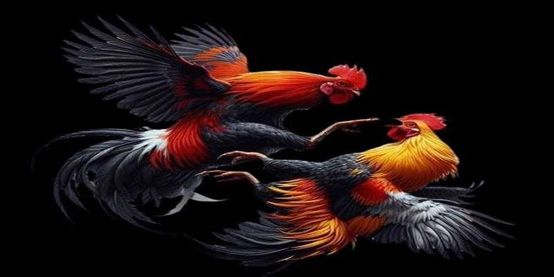 Kiểm tra cựa trước khi lên sàn đá gà trực tiếp 67