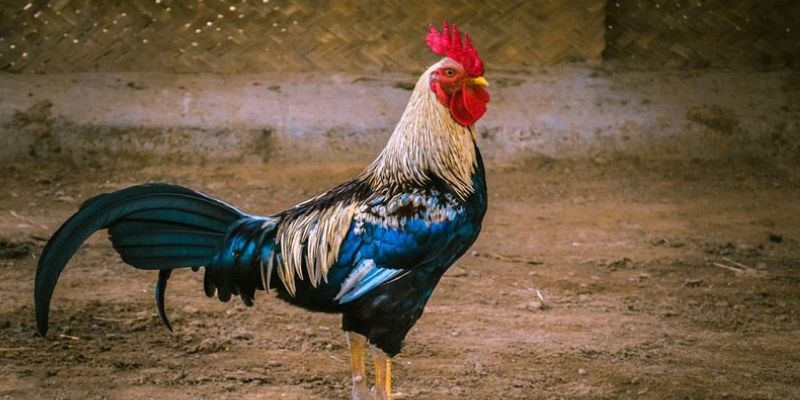 Kinh nghiệm tuân thủ lịch tiêm phòng và chăm sóc định kỳ