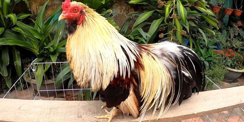 Kỹ Thuật Nuôi Gà Tre Tân Châu – Bí Quyết Cùng Jun88