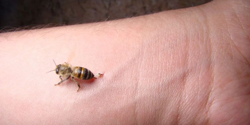 Tìm hiểu hiện tượng mơ bị ong đốt dưới góc nhìn khoa học