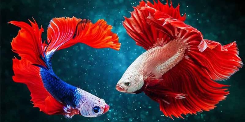 Mơ thấy cá chết nổi đầy đánh 14 hoặc 41