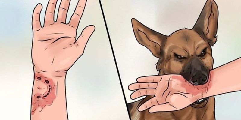 Mơ Thấy Chó Cắn Đêm Qua? Jun88 “Bật Mí” Con Đề Chốt Là Trúng 4 Giải mã Mơ thấy chó cắn tay phải chảy máu thành dòng