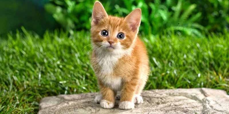 Đàn mèo đông đúc trong mơ báo hiệu đại lộc sắp đến