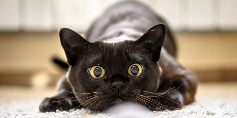 Hình ảnh mơ thấy mèo đẻ đầy nhà – biểu tượng tài lộc sinh sôi mạnh mẽ