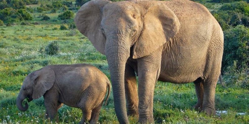 Hình tượng voi tượng trưng cho tài lộc bền vững và vượng khí.