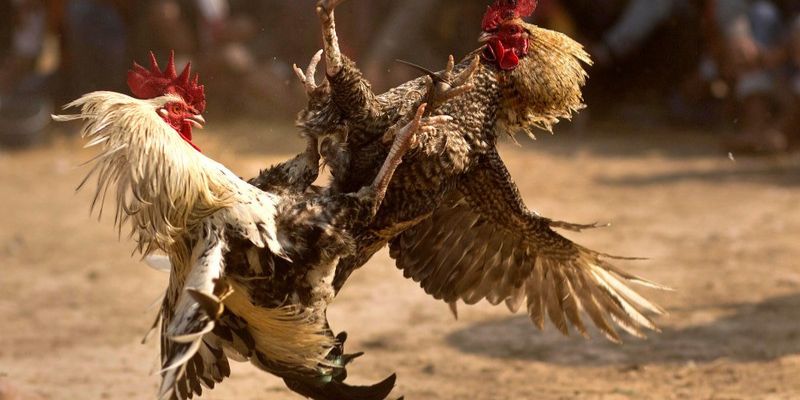 Top 5 gà đá cựa sắt hiếm gặp - Gà tre Tân Châu