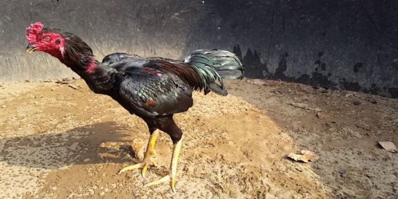 Trận đấu khuya tại trường đá gà trực tiếp Thomo 24/7