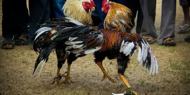 Danh sách các trận đấu đáng chú ý trên trang đá gà uy tín